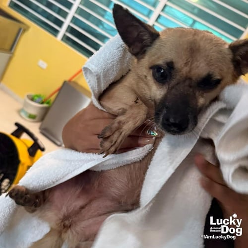 VELMA - Chihuahua available for adoption