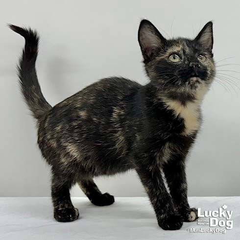 ROLO - Domestic Short Hair available for adoption