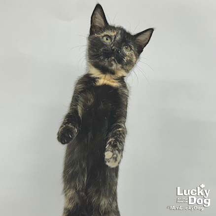 ROLO - Domestic Short Hair available for adoption