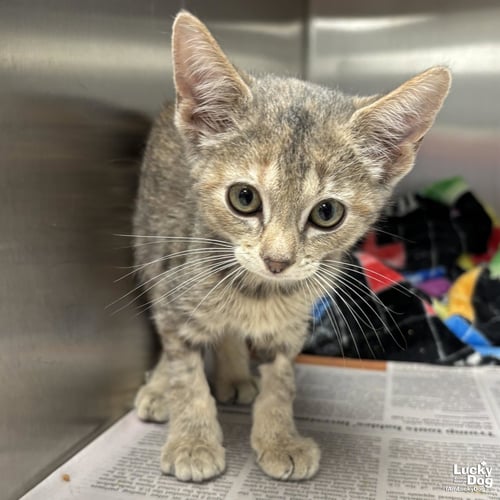 HONU - Domestic Short Hair available for adoption