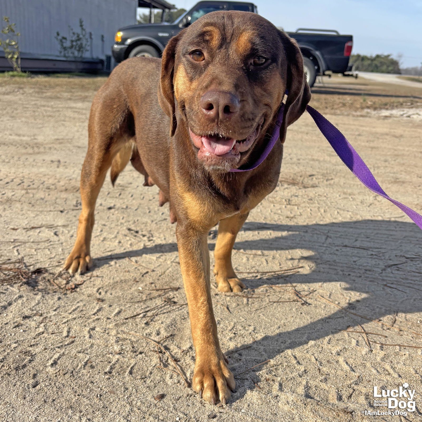MAMA DUTCHESS - Labrador Retriever / Hound available for adoption