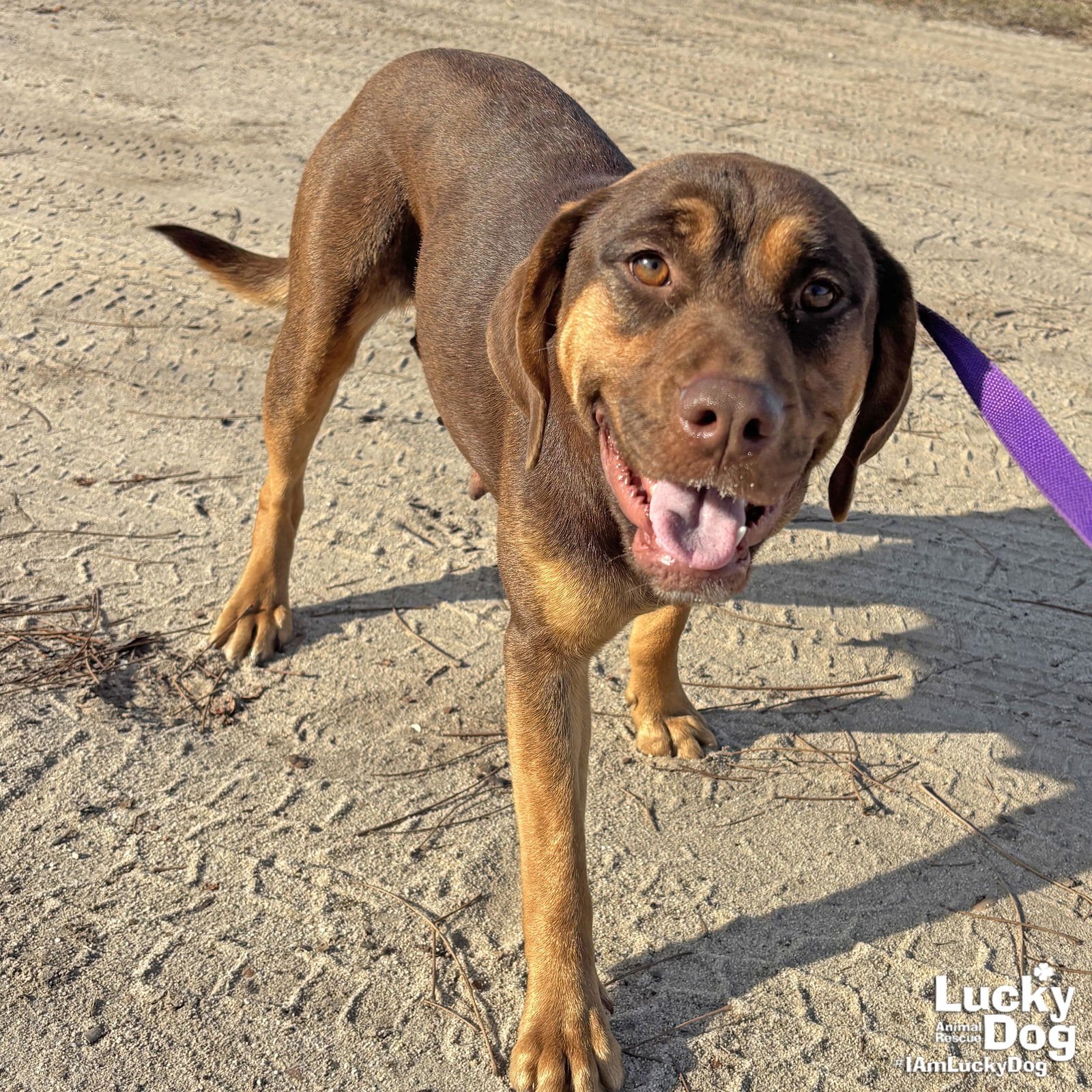 MAMA DUTCHESS - Labrador Retriever / Hound available for adoption