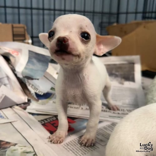 CORA - Chihuahua available for adoption