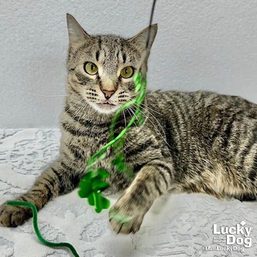 CHASE - Domestic Short Hair available for adoption