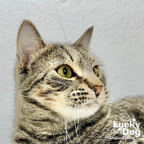 CHASE - Domestic Short Hair available for adoption