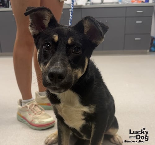 THUNDERBIRD - Shepherd / Labrador Retriever available for adoption