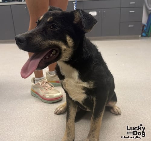 THUNDERBIRD - Shepherd / Labrador Retriever available for adoption