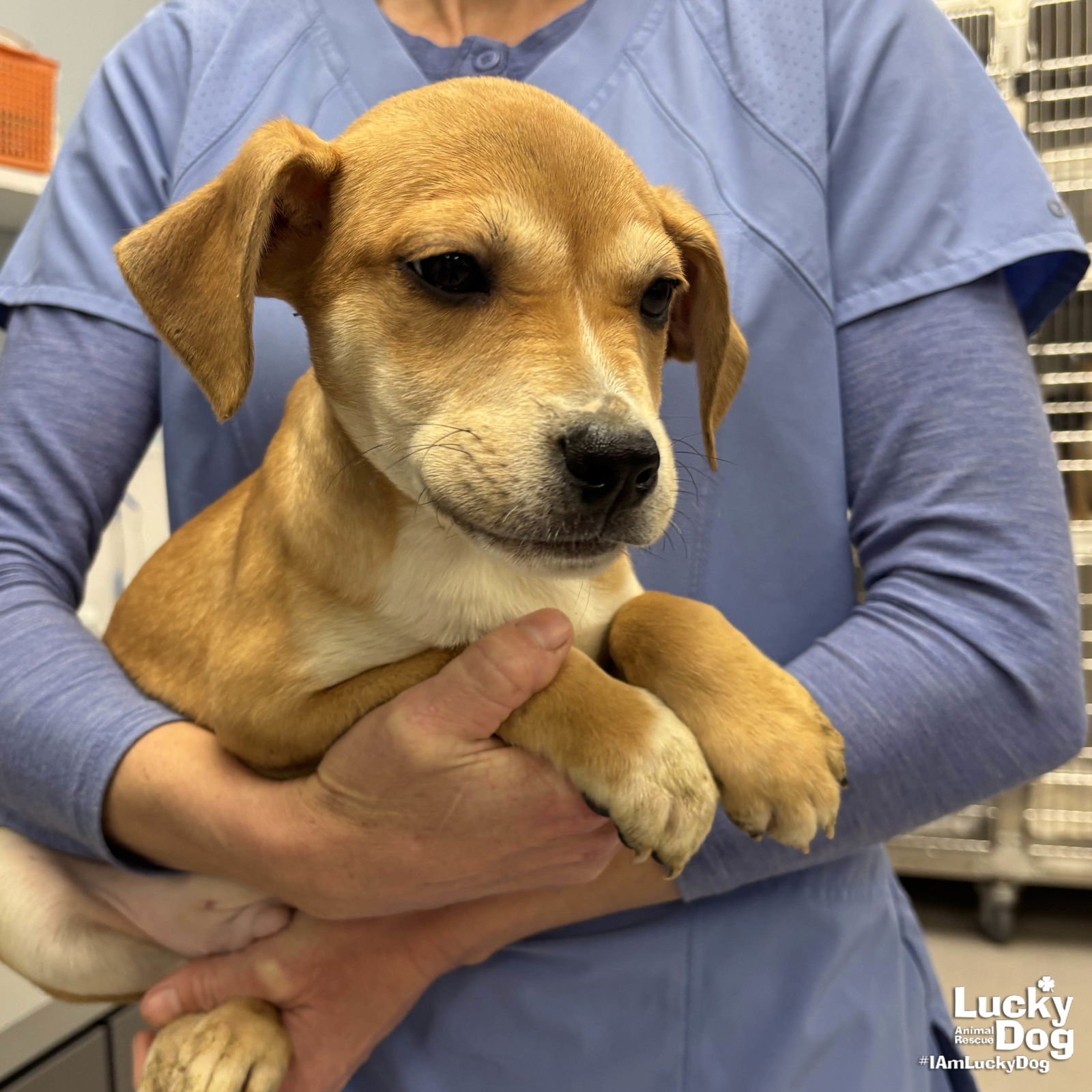 MARCUS - Labrador Retriever / Terrier available for adoption