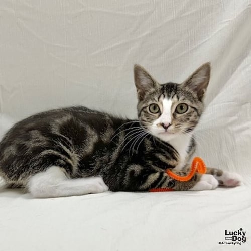 IOWA - Domestic Short Hair / Tabby available for adoption