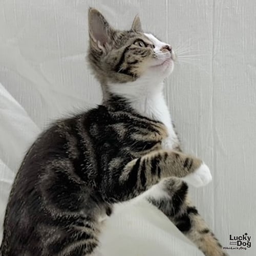 IOWA - Domestic Short Hair / Tabby available for adoption