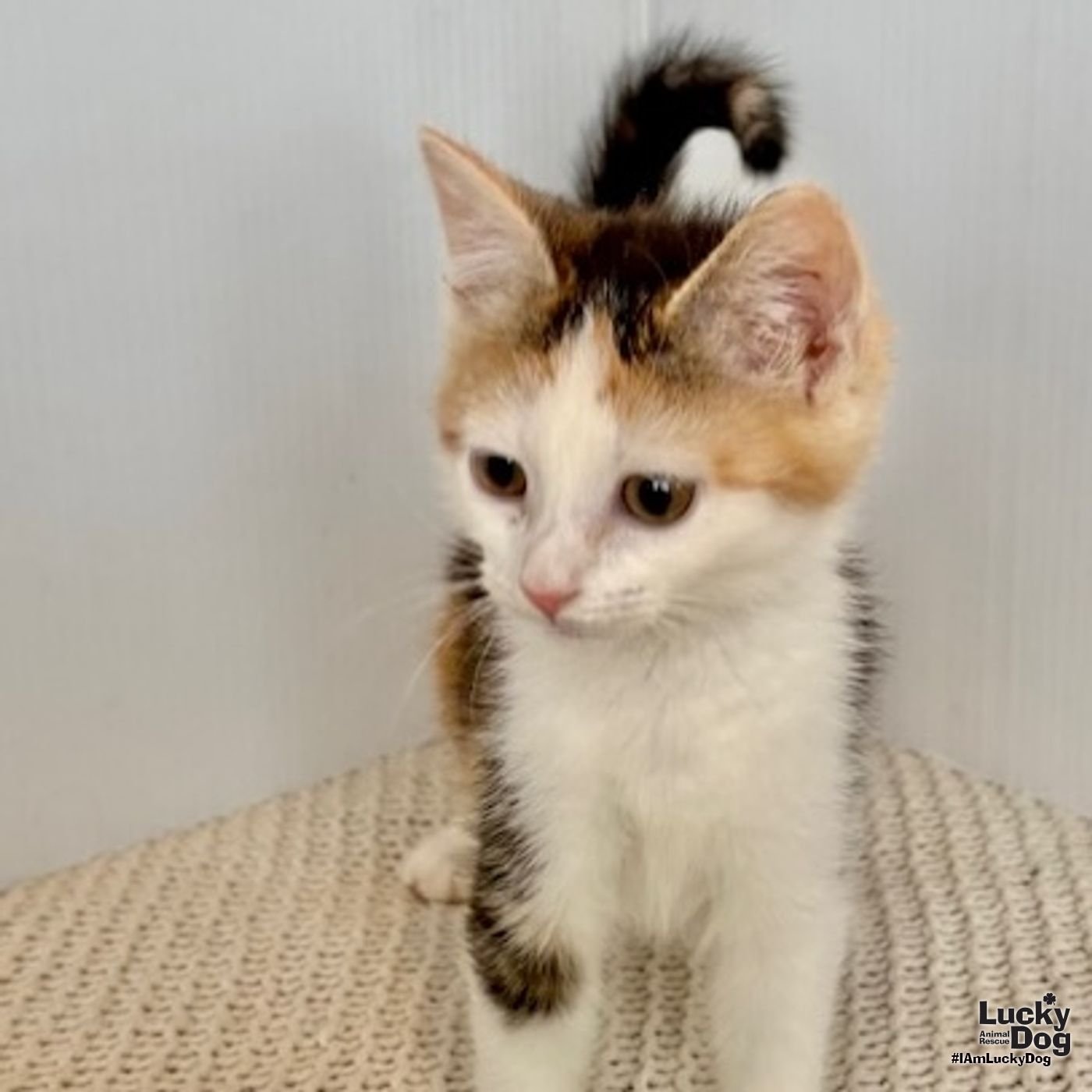 ELVIRA - Domestic Short Hair available for adoption