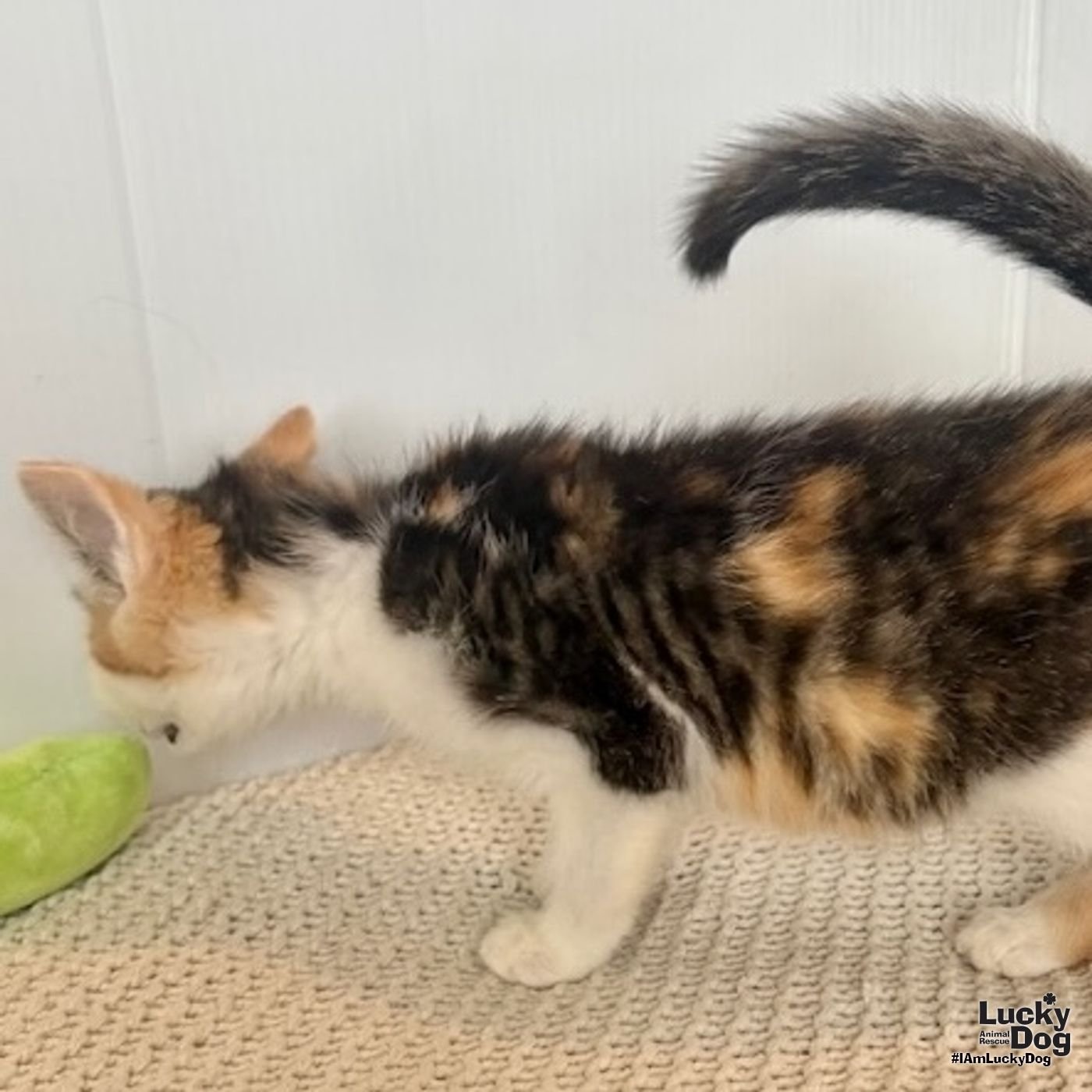 ELVIRA - Domestic Short Hair available for adoption