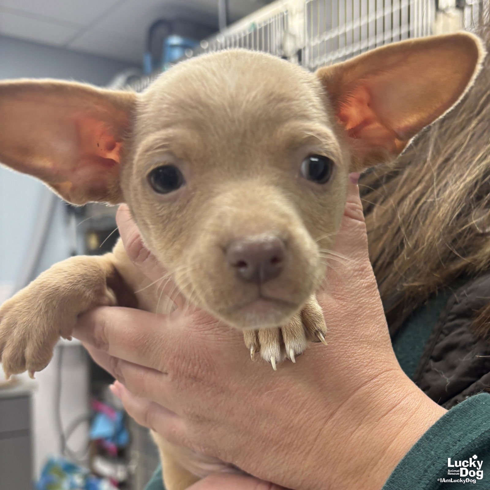 MASON - Chihuahua available for adoption