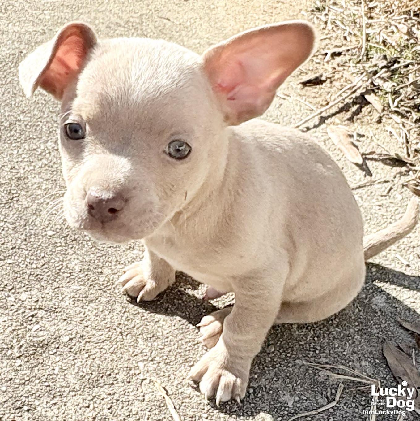 MASON - Chihuahua available for adoption