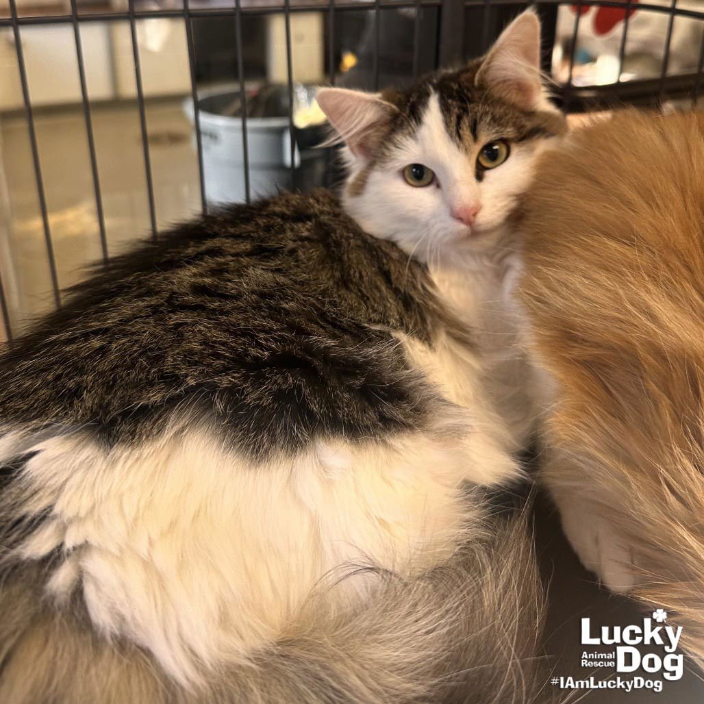 PARTLY CLOUDY - Domestic Medium Hair available for adoption