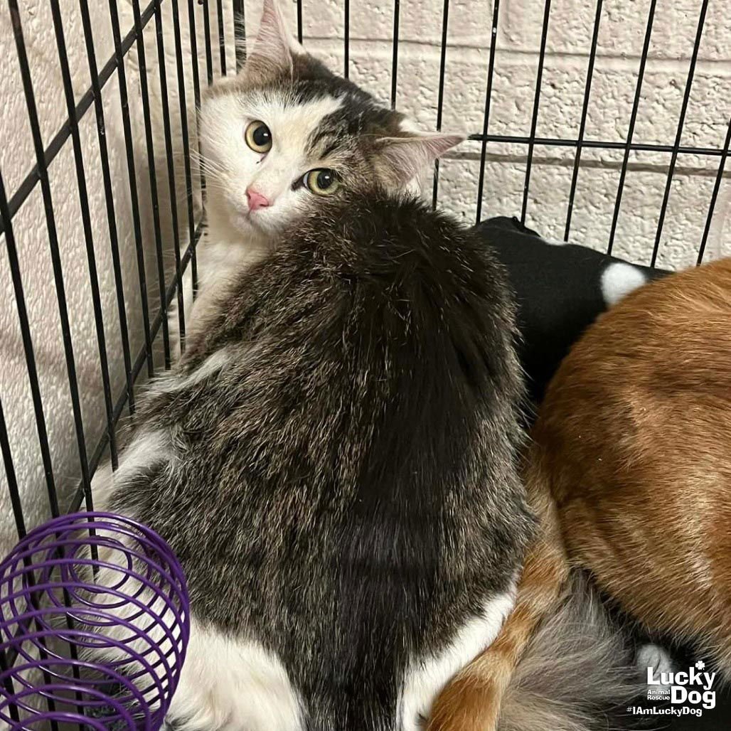 PARTLY CLOUDY - Domestic Medium Hair available for adoption