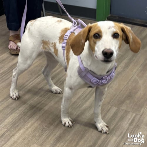 POPPYSEED - Hound available for adoption