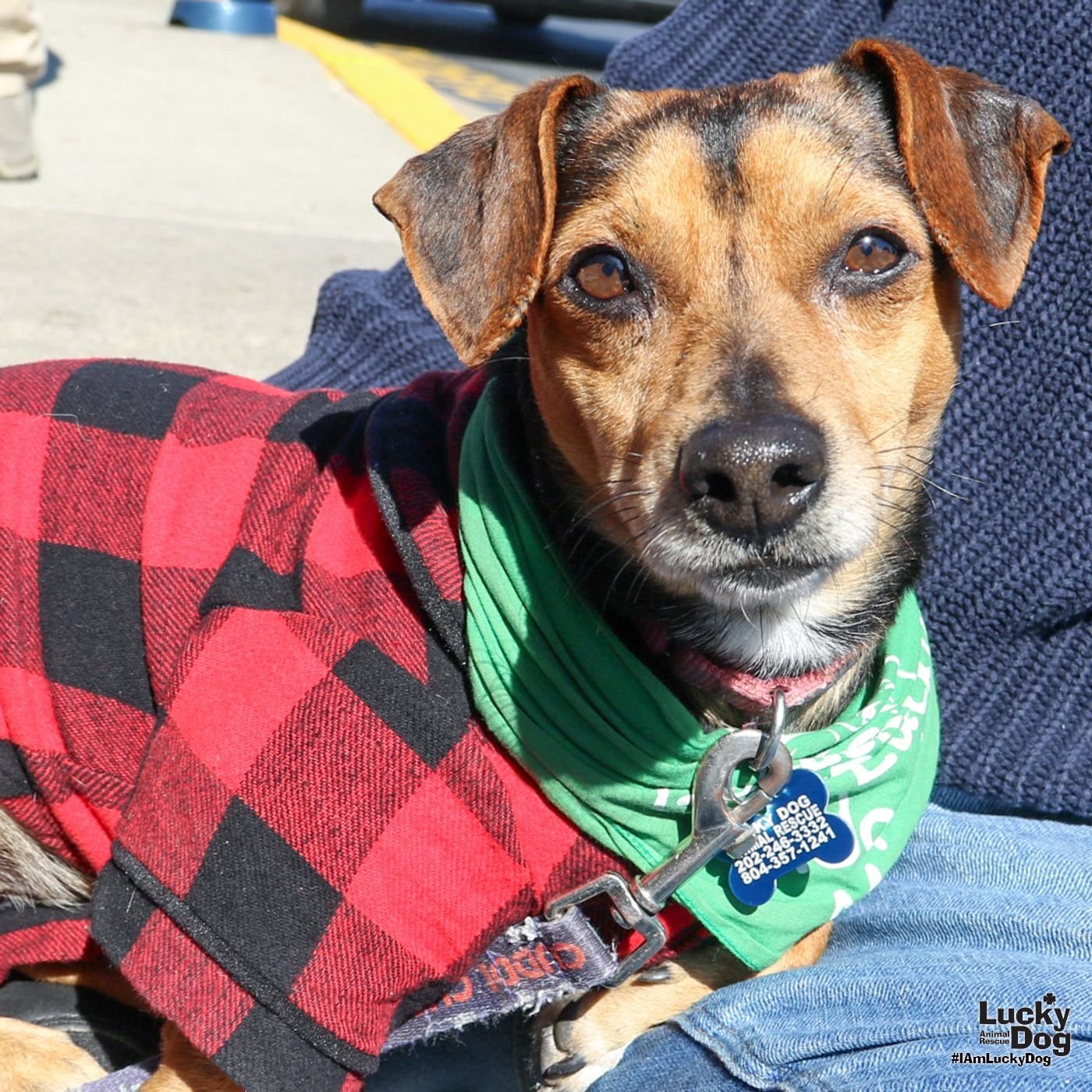 TRENT - Chihuahua / Dachshund available for adoption