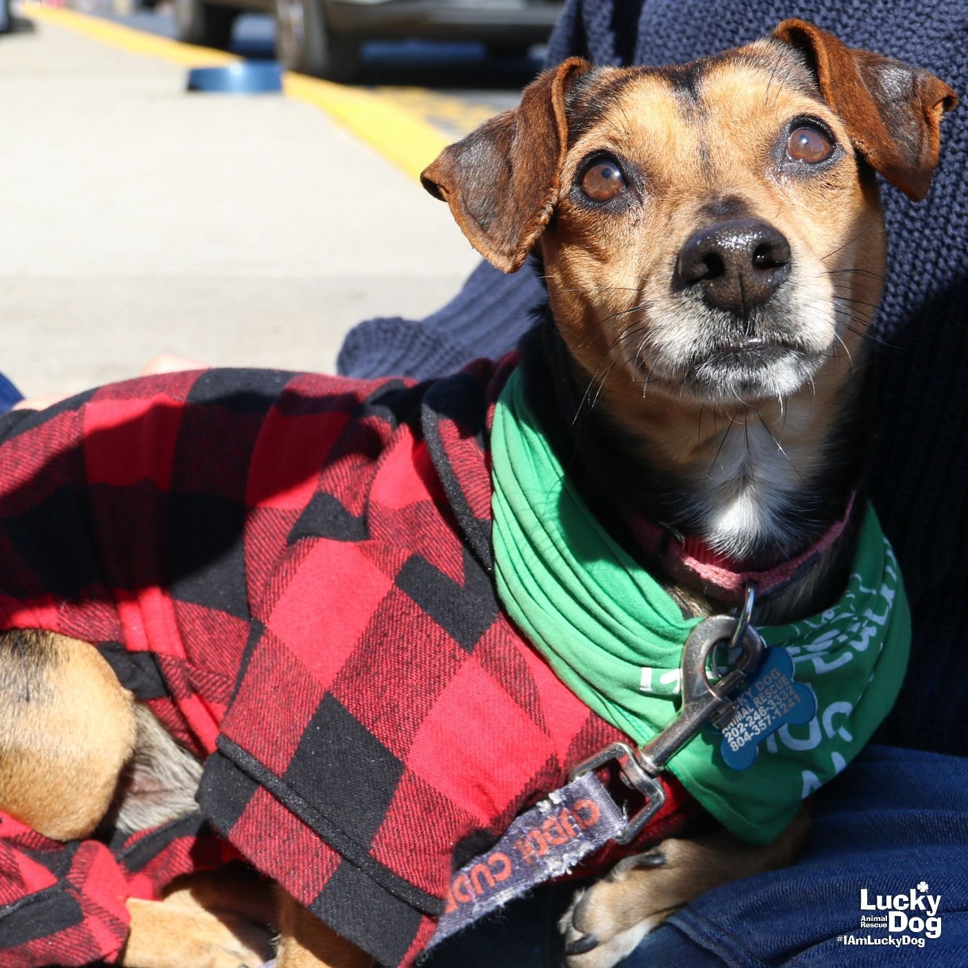 TRENT - Chihuahua / Dachshund available for adoption