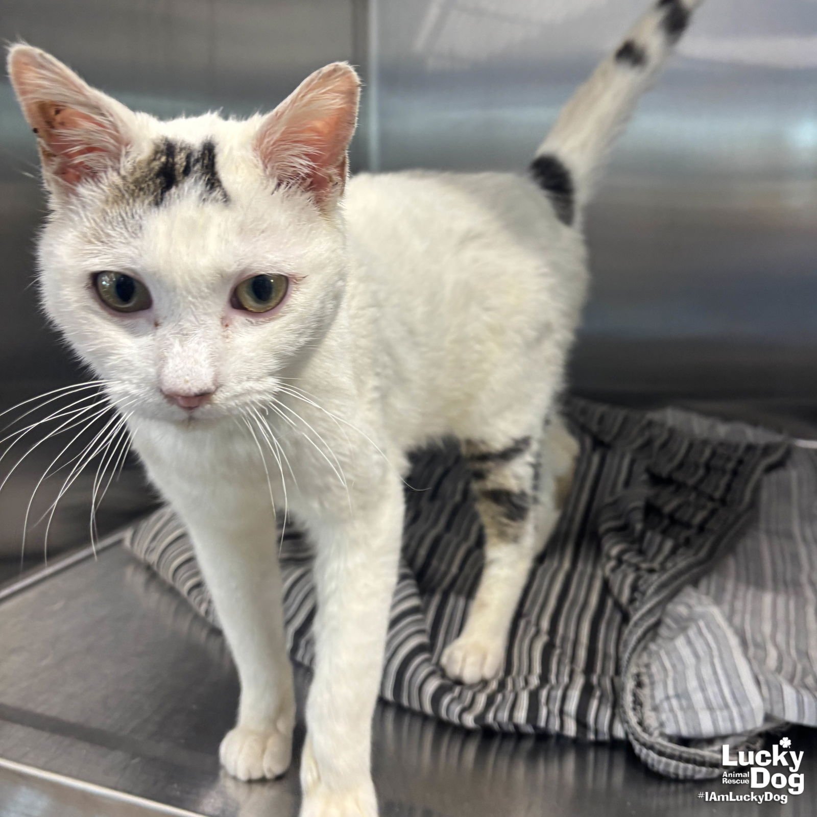 BUCKLEY - Domestic Short Hair available for adoption