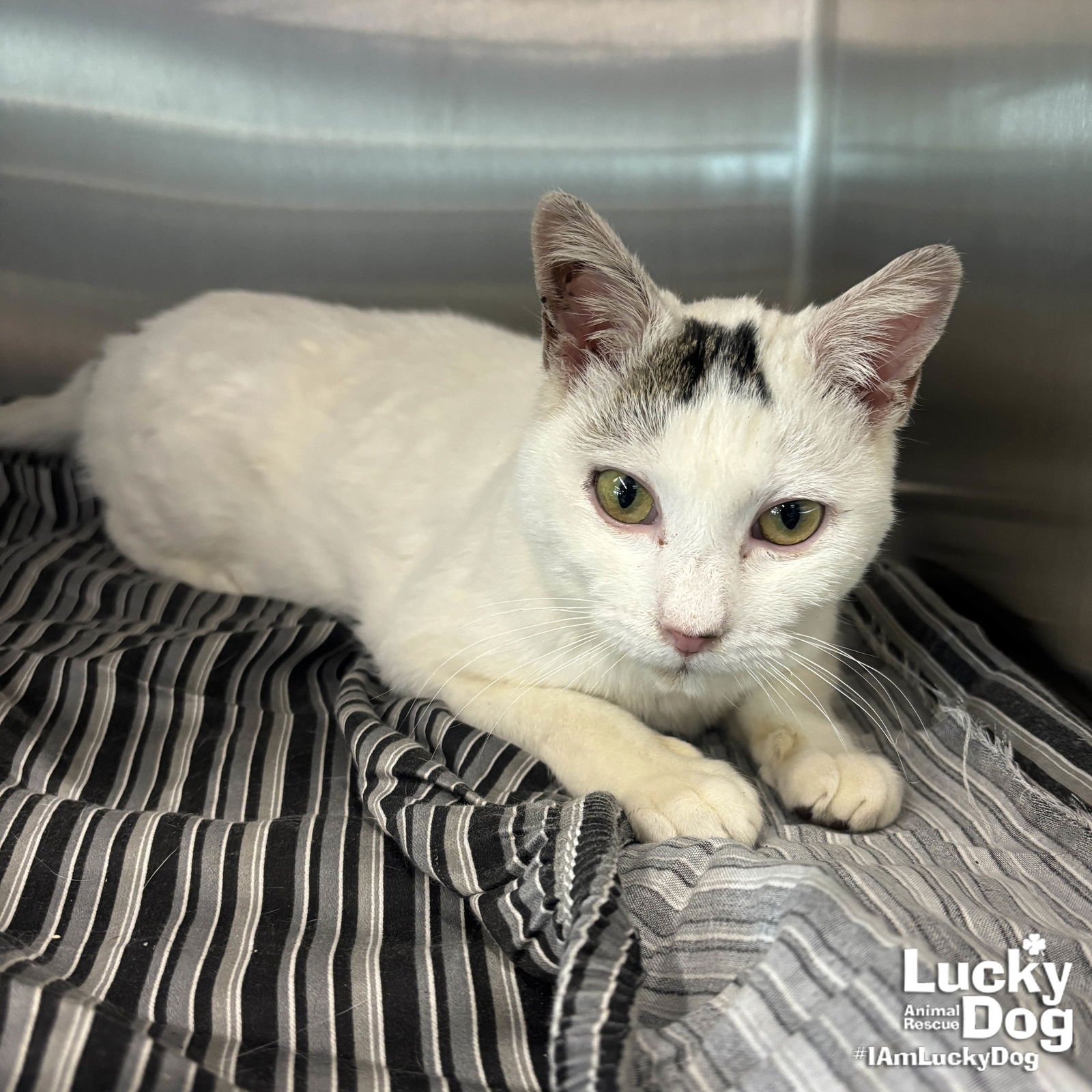 BUCKLEY - Domestic Short Hair available for adoption