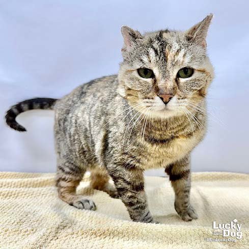 SYLVIE - Domestic Short Hair available for adoption