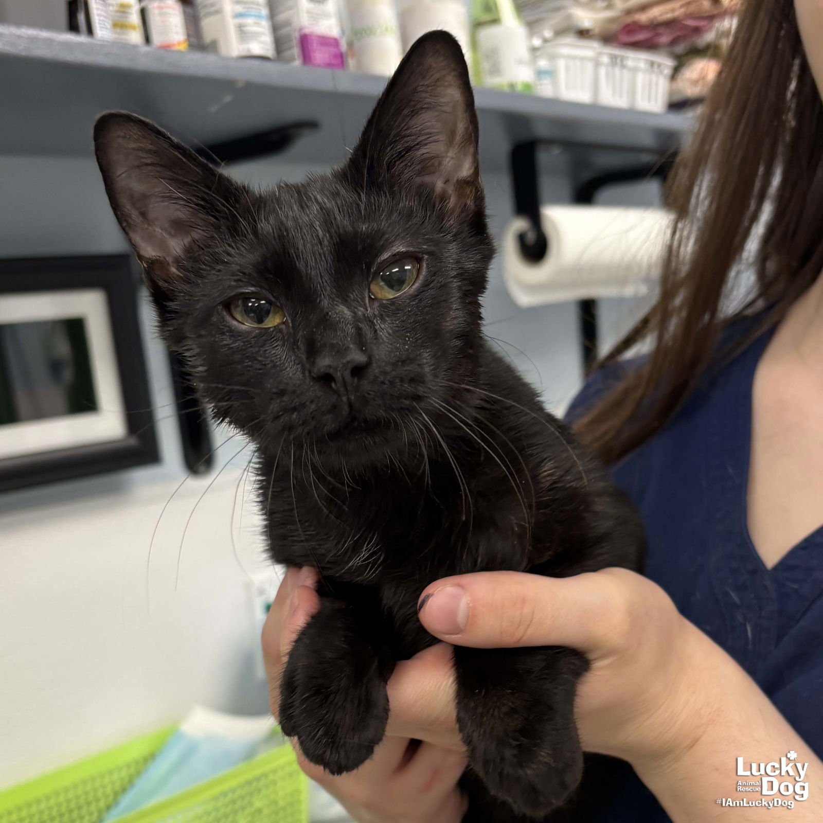 COMET - Domestic Short Hair available for adoption