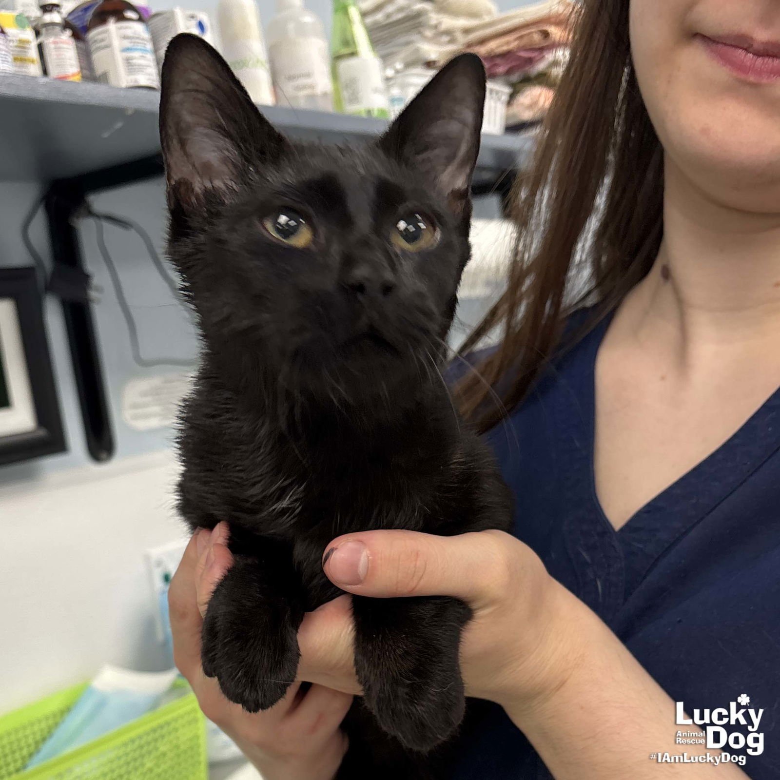 COMET - Domestic Short Hair available for adoption