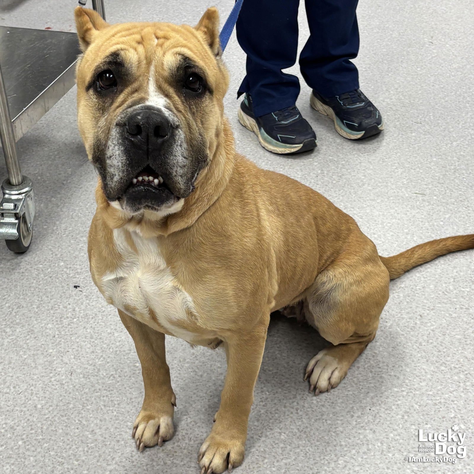 LOUISE - Boxer / Cane Corso Mastiff available for adoption