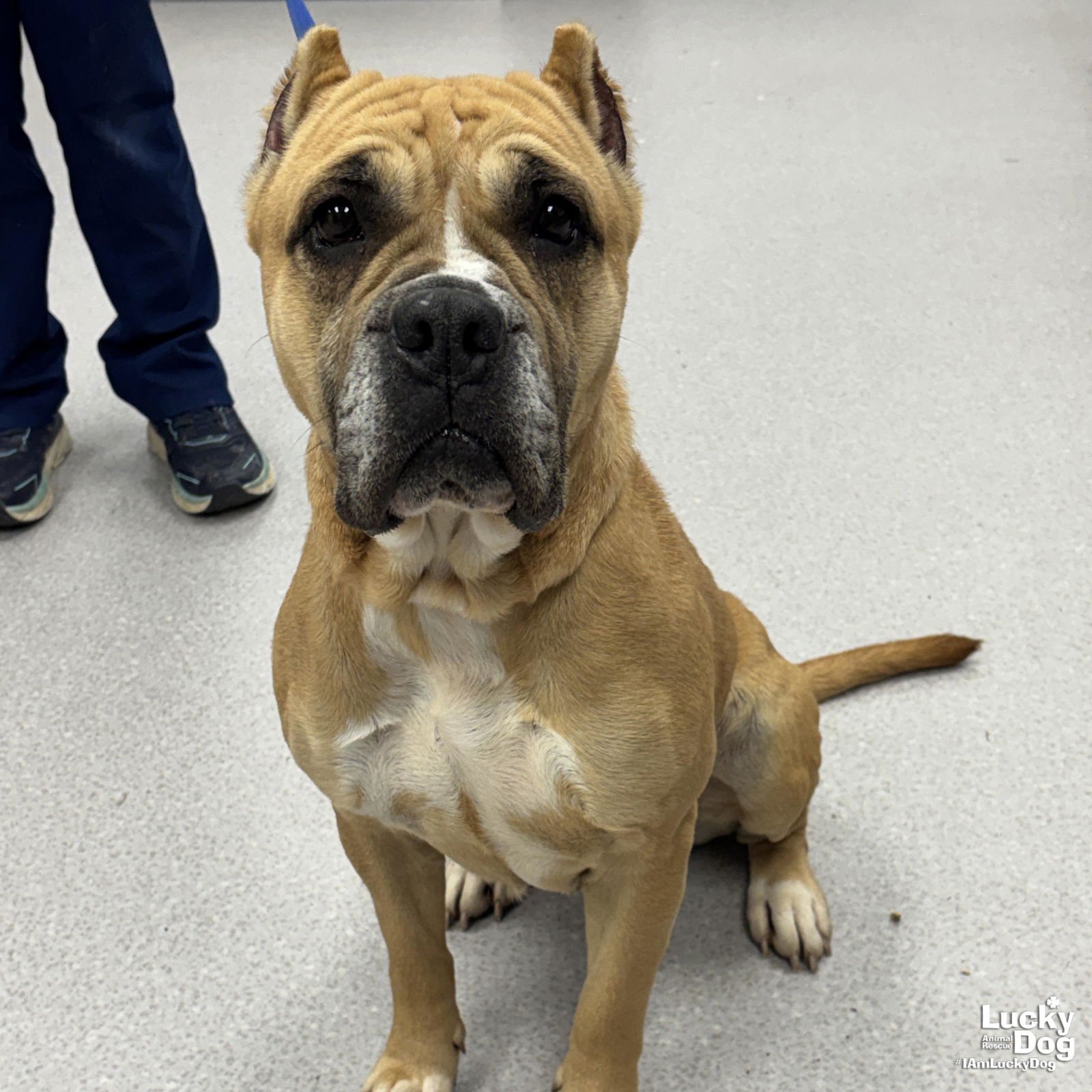 LOUISE - Boxer / Cane Corso Mastiff available for adoption