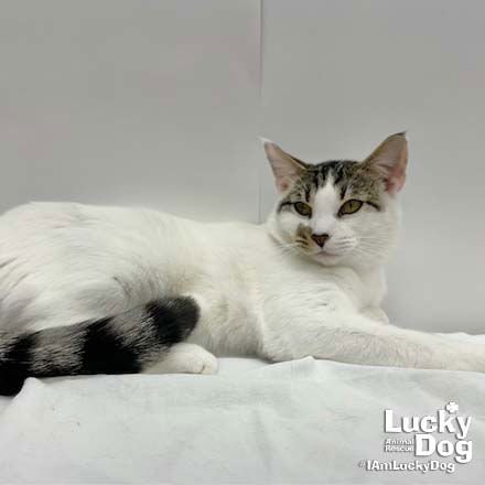 OTHELLO - Domestic Short Hair available for adoption