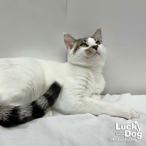 OTHELLO - Domestic Short Hair available for adoption