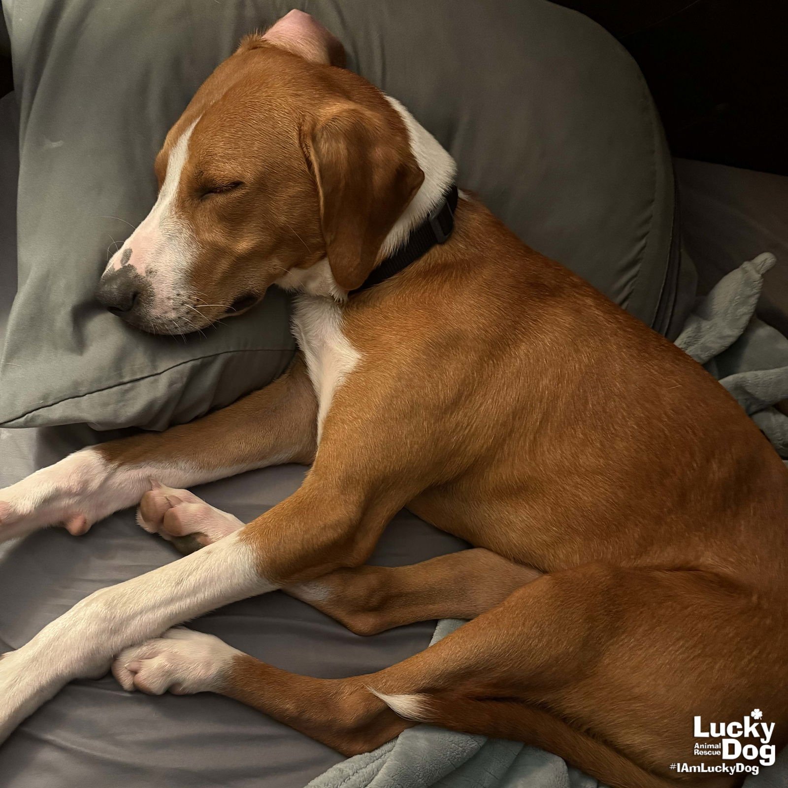 SAMUEL - Shepherd / Hound available for adoption