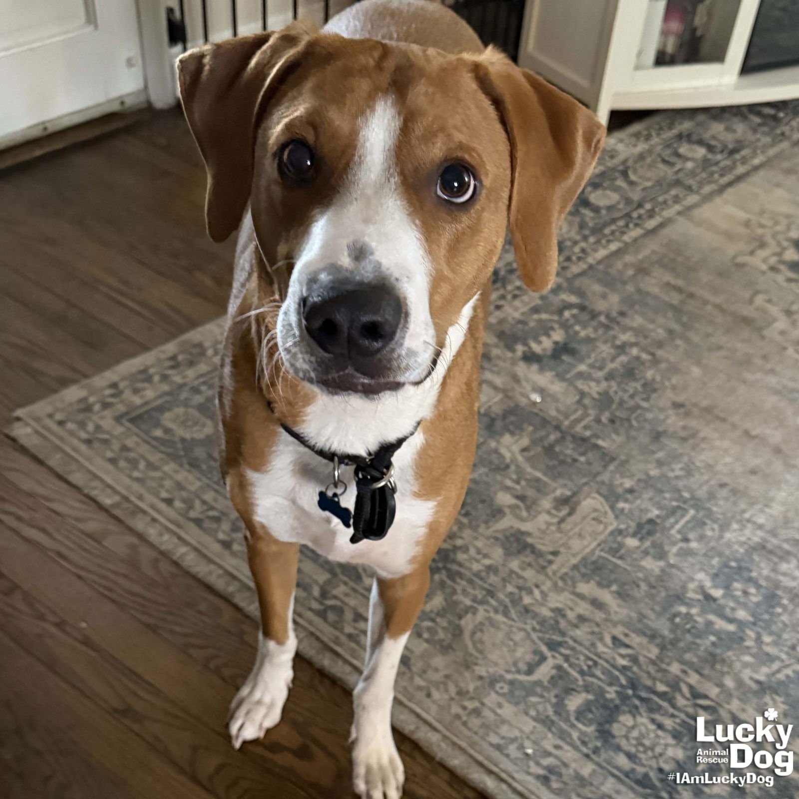 SAMUEL - Shepherd / Hound available for adoption