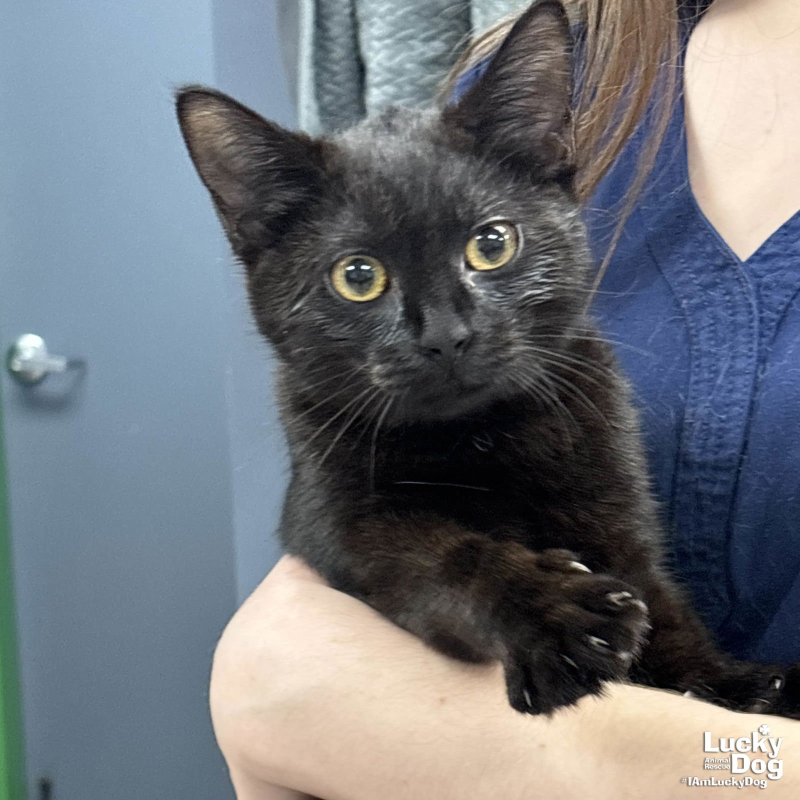 SOOT - Domestic Short Hair available for adoption