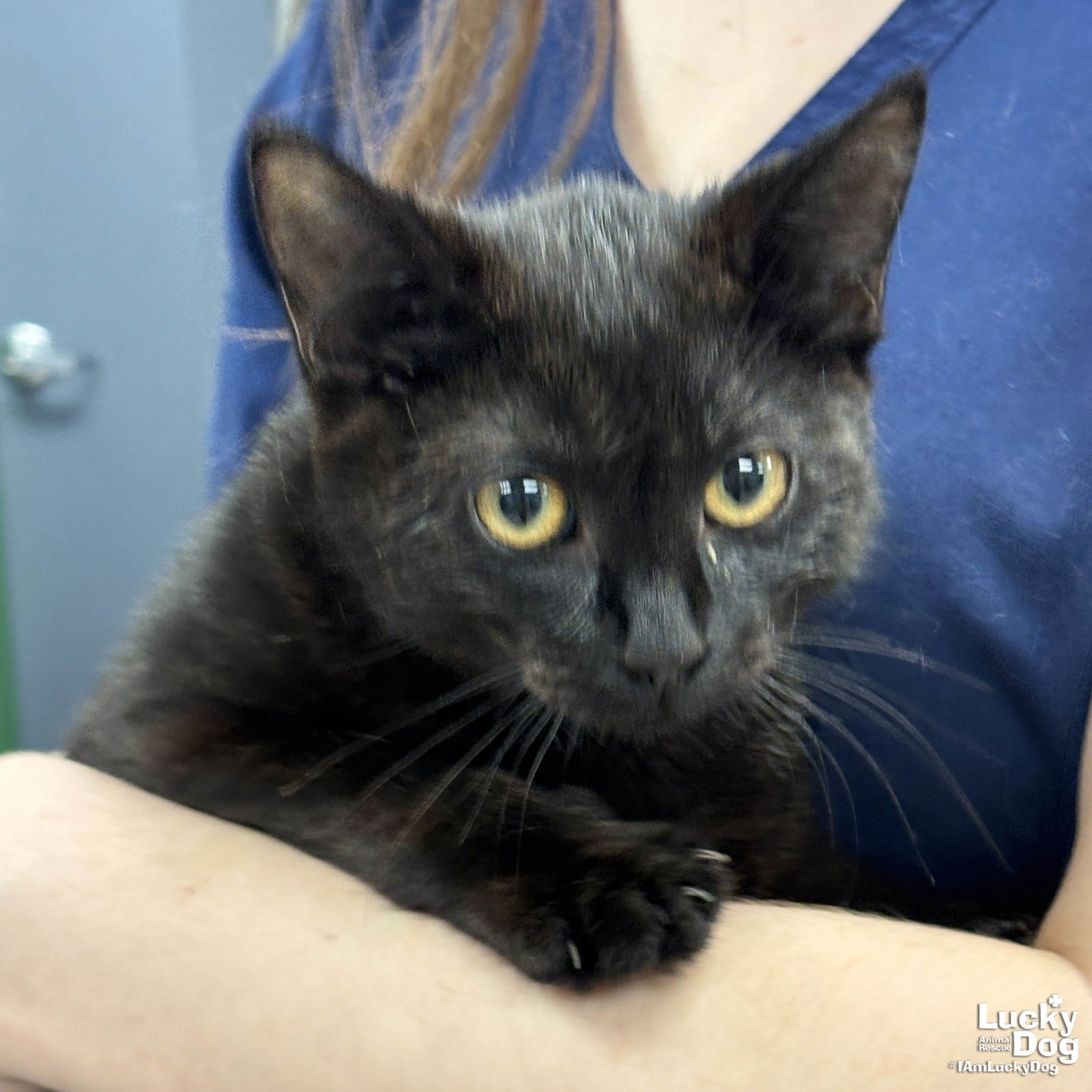 SOOT - Domestic Short Hair available for adoption