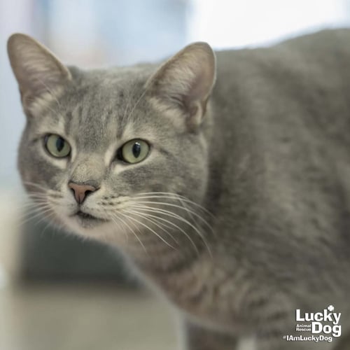 ASTRO - Domestic Short Hair available for adoption