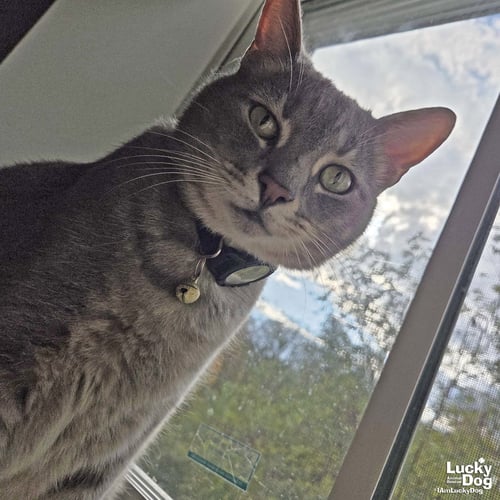 ASTRO - Domestic Short Hair available for adoption