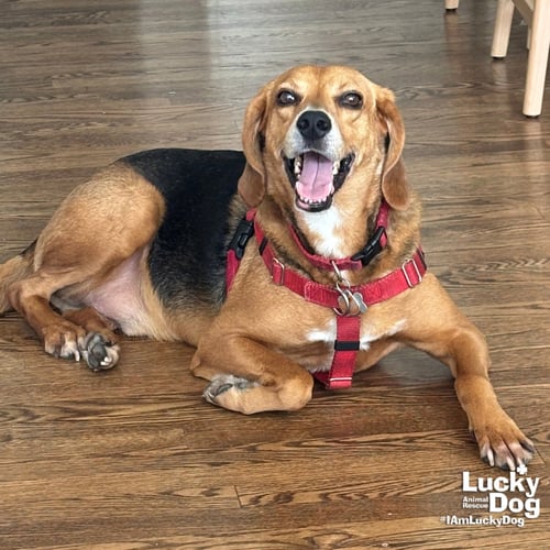 MR. PARKER - Shepherd / Hound available for adoption