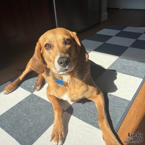 MR. PARKER - Shepherd / Hound available for adoption