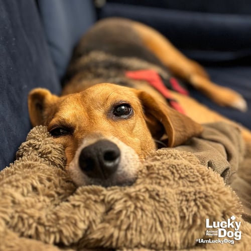 MR. PARKER - Shepherd / Hound available for adoption