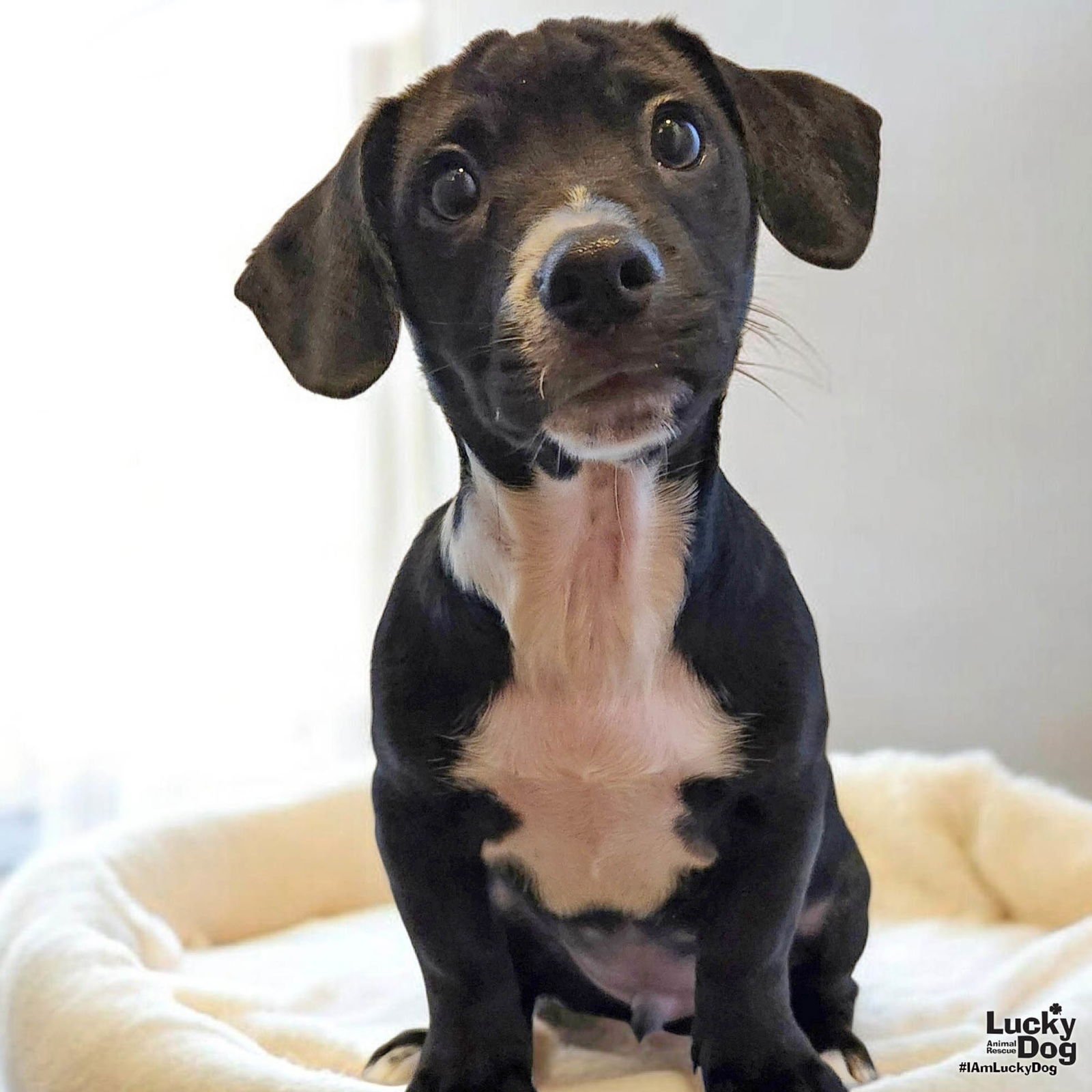 SENOR VADER - Chihuahua available for adoption