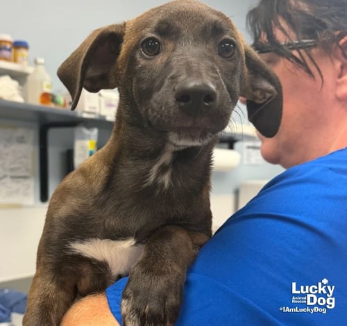 MIRANDA - Shepherd / Terrier available for adoption