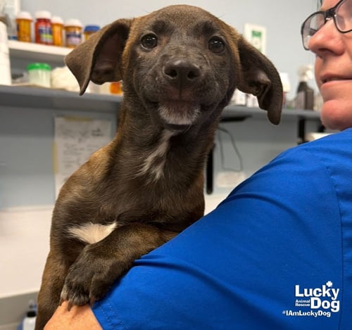 MIRANDA - Shepherd / Terrier available for adoption