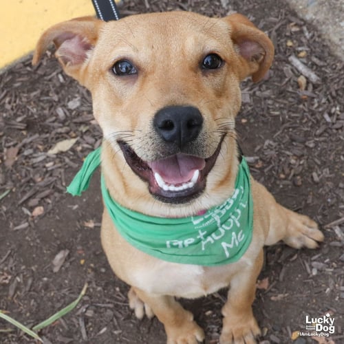 MISS ISABELLE - Labrador Retriever available for adoption