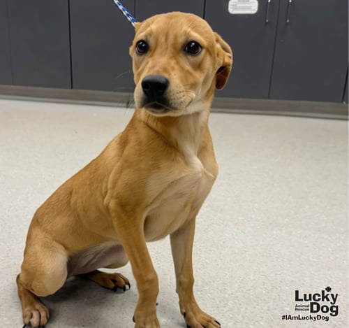 MISS ISABELLE - Labrador Retriever available for adoption