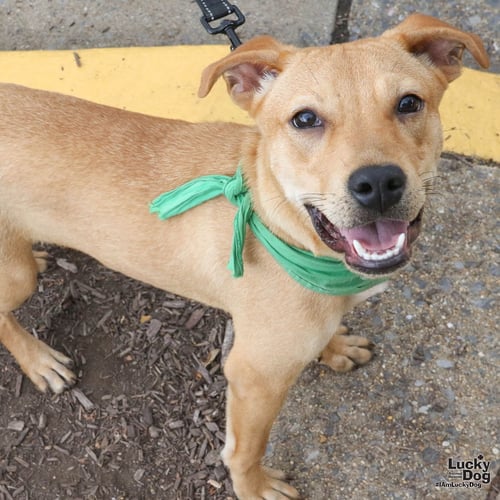 MISS ISABELLE - Labrador Retriever available for adoption