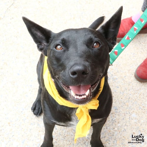 TRINITY - Australian Cattle Dog/Blue Heeler available for adoption