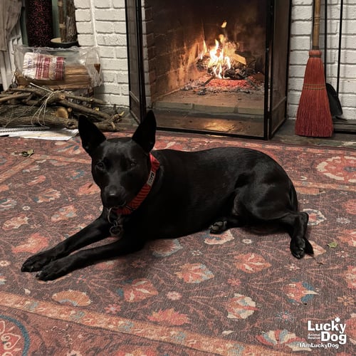 TRINITY - Australian Cattle Dog/Blue Heeler available for adoption