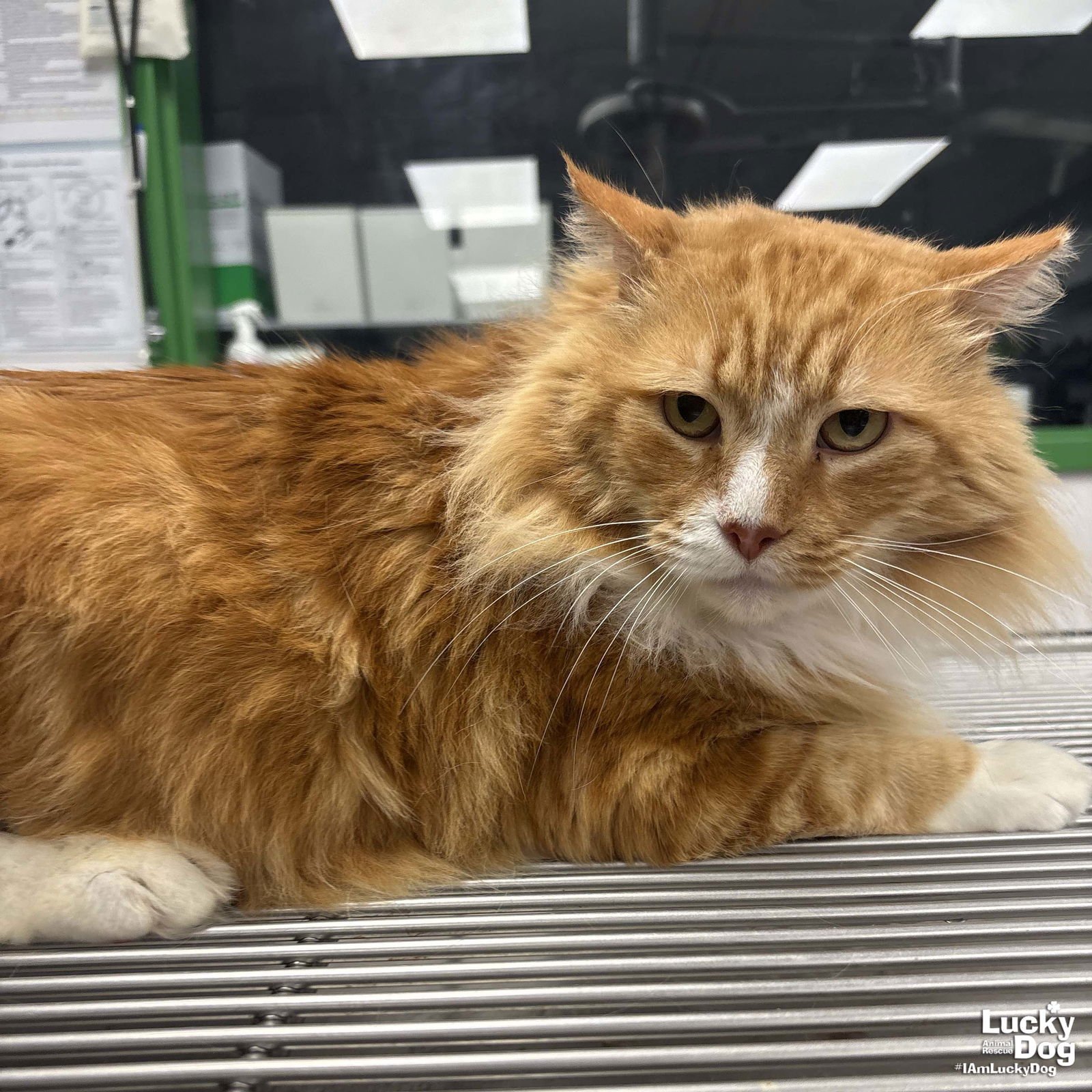 HANDSOME - Domestic Long Hair available for adoption